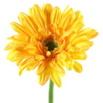 Countryfield Kunstbloem Gerbera Leanne geel 64cm