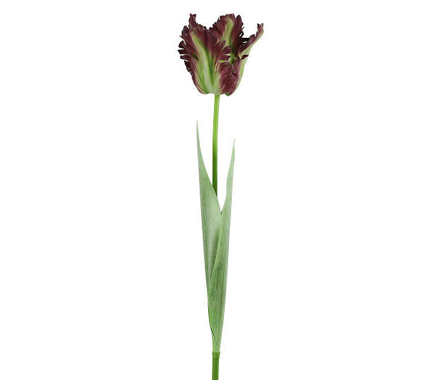 Countryfield Kunstbloem Tulipa (parkiet) paars 69cm