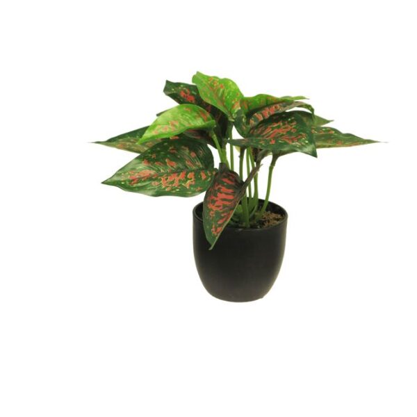 Zijde Caladium sunshine rood/groen 23cm