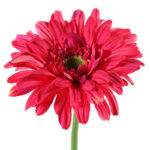 Countryfield Kunstbloem Gerbera Leanne lila 64cm