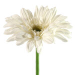 Countryfield Kunstbloem Gerbera Leanne wit 64cm
