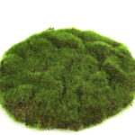Countryfield Mosschijf marchantiophyta S groen 22x22x2cm