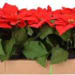 Kerstster in potje 19cm