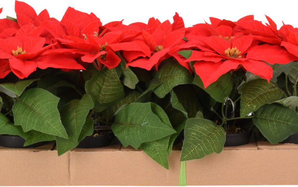 Kerstster in potje 19cm