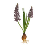 Countryfield Kunstbloem Muscari blauw 22x5x22cm